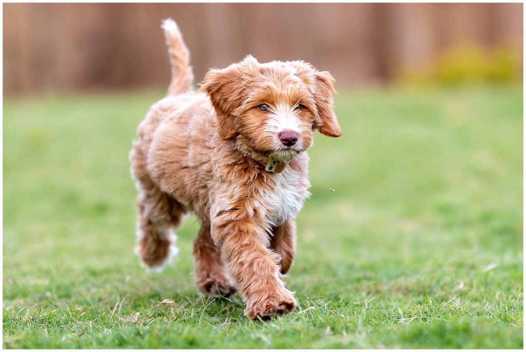 how much is an australian labradoodle puppy